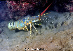 I caught this blue reef lobster just as he jetted away at... by Robin Jeffries 